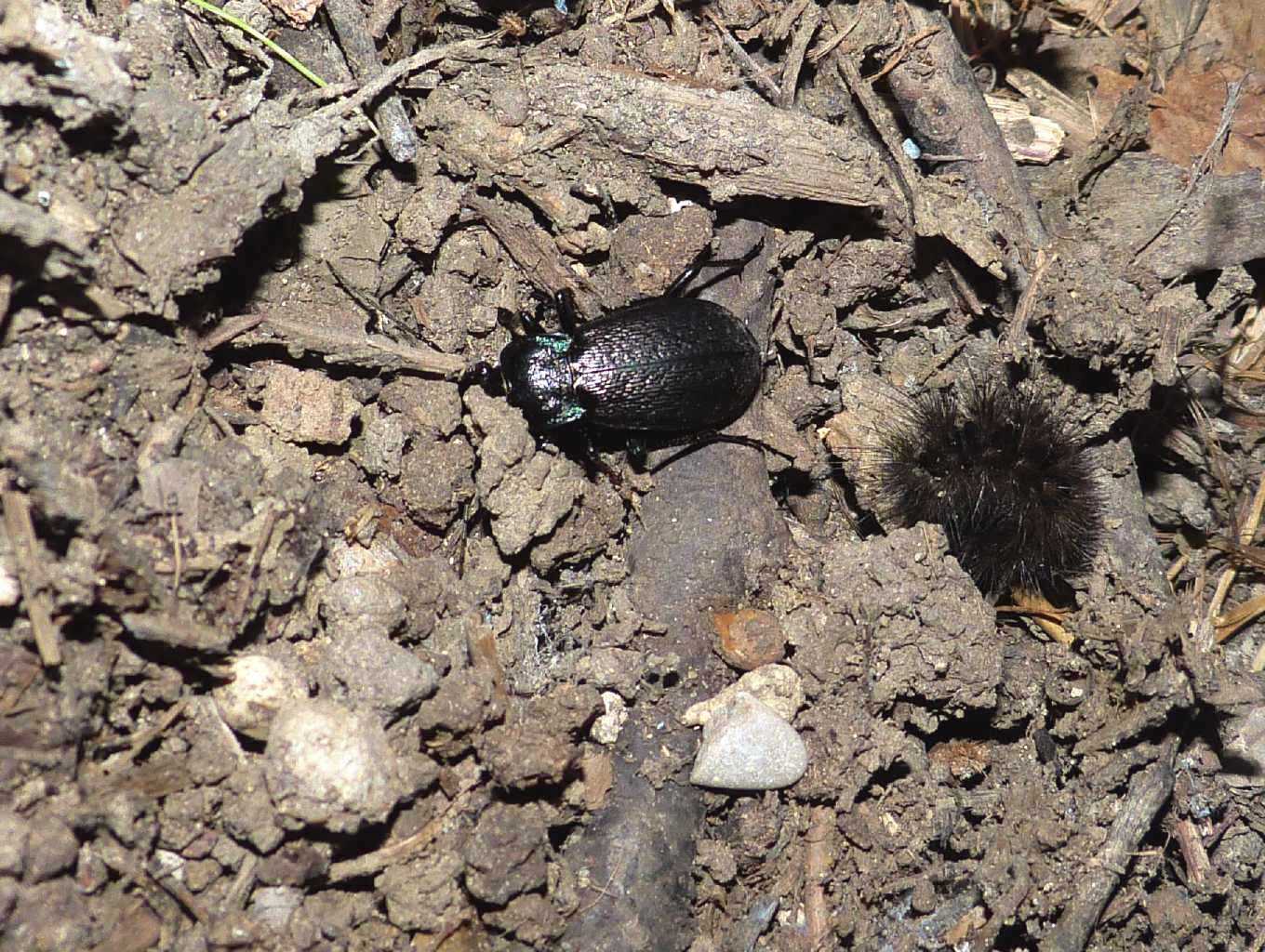 Carabus morbillosus - Ostia (RM)